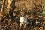 JACK RUSSEL 383